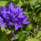 campanula clomerata