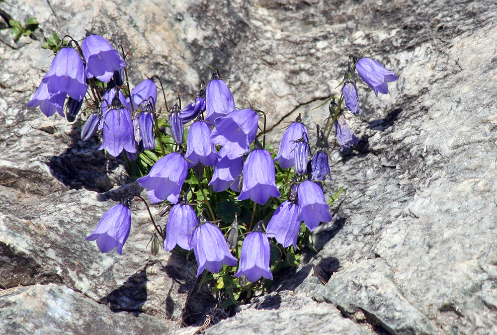 Campanula cochlearifolia-Kleine Glockenblume