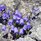 Campanula cochlearifolia-Kleine Glockenblume