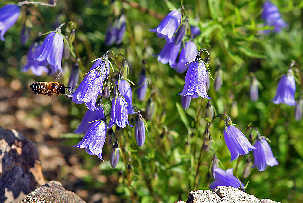 Campanula cochlearifolia- Kleine Glockenblume im Alpinum bei mir