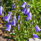 Campanula cochlearifolia- Kleine Glockenblume im Alpinum bei mir