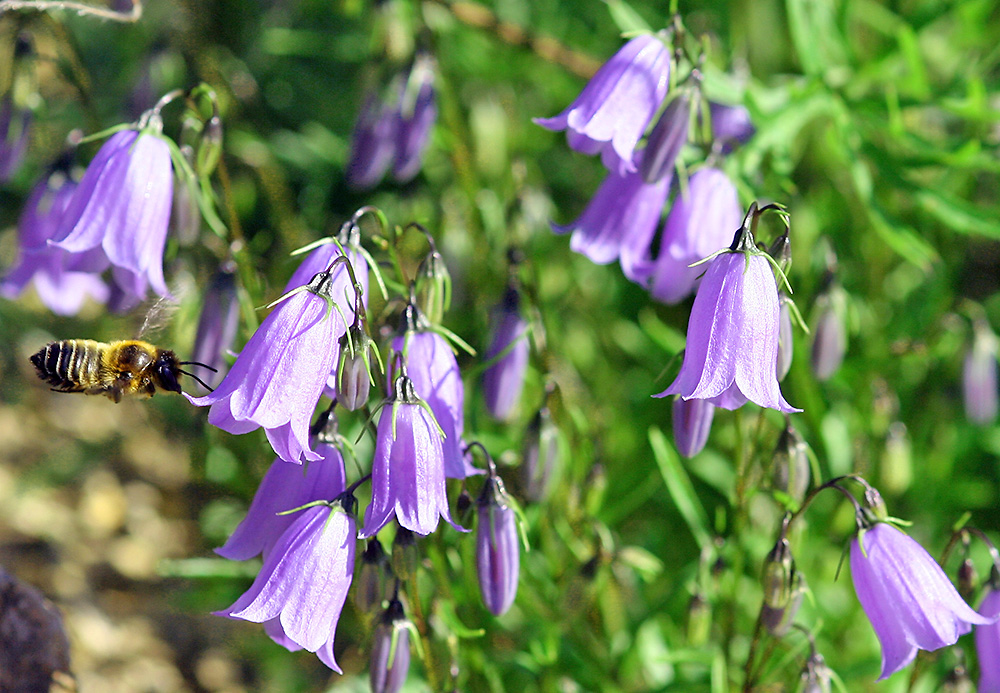 Campanula cochlearifolia-Niedliche Glockenblume