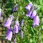 Campanula cochlearifolia-Niedliche Glockenblume