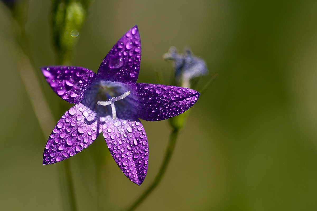 Campanula