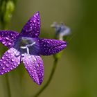 Campanula