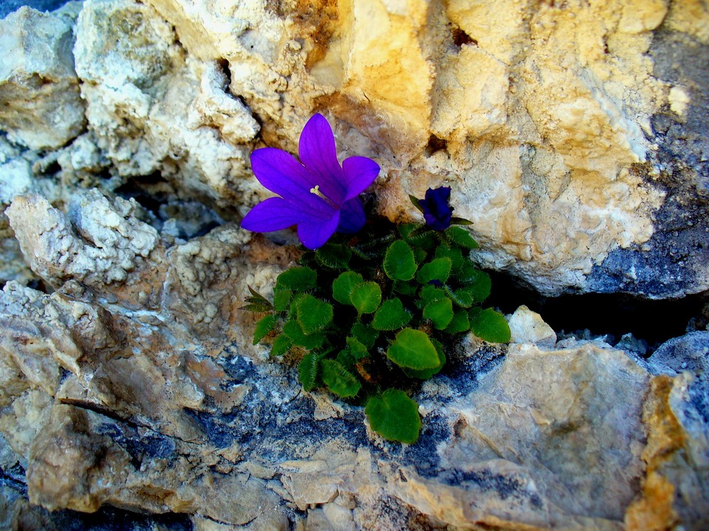 CAMPANULA DEL MORETTI