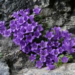 Campanula di Moretti