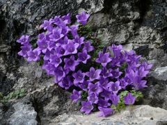 Campanula di Moretti