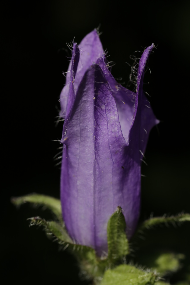 Campanula