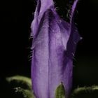 Campanula