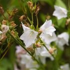 Campanula