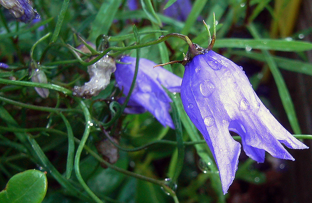 Campanula excisa-ausgeschnittene Glockenblume in meinem Alpinum