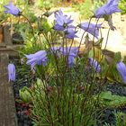 Campanula excisa-Die eingeschnittene Glockenblume eine Rarität im Hochbeet