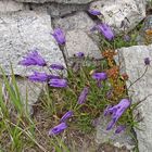 Campanula excisa-Eingeschnittene Glockenblume eine Rarität in der Schweiz 