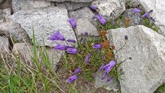 Campanula excisa-Eingeschnittene Glockenblume eine Rarität in der Schweiz 