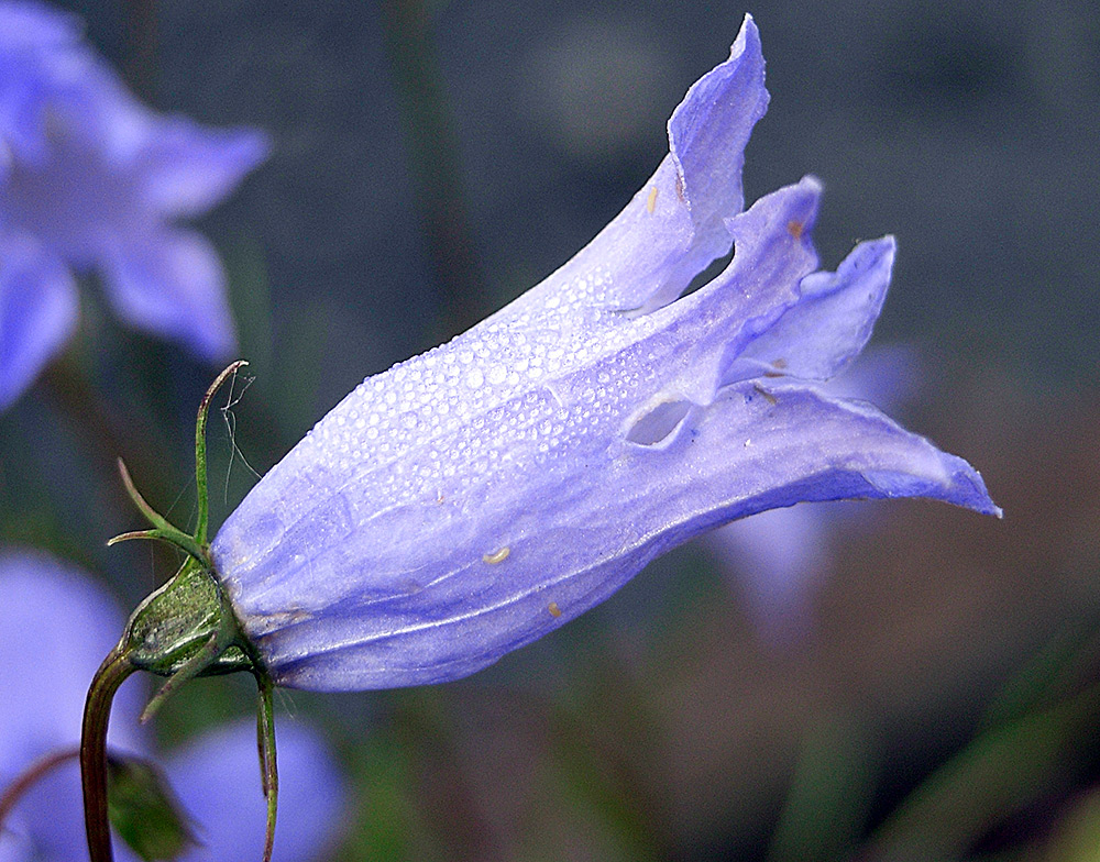 Campanula excisa - Eingeschnittene Glockenblume im Alpinum