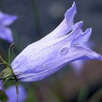 Campanula excisa - Eingeschnittene Glockenblume im Alpinum
