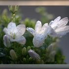 Campanula ...