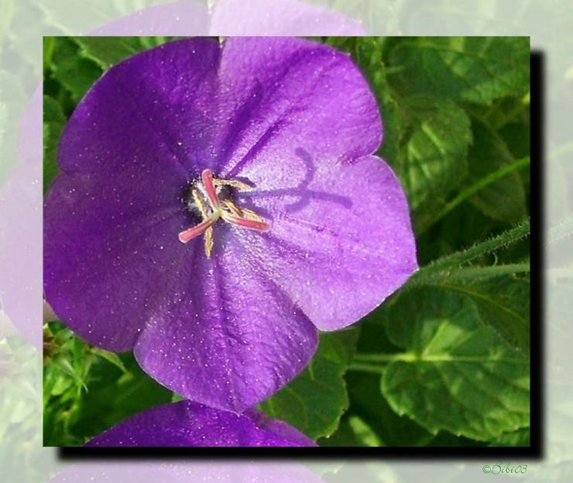 Campanula