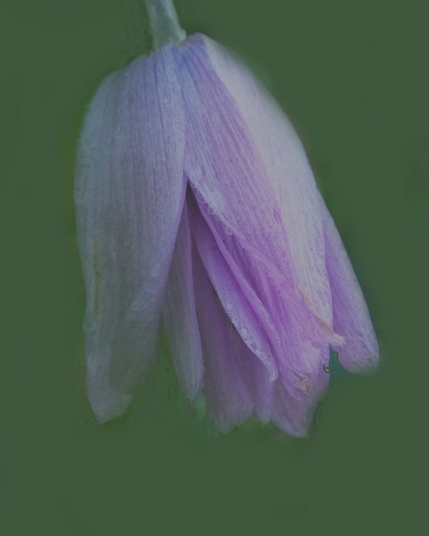 campanula