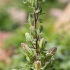 Campanula formanekiana 03,2