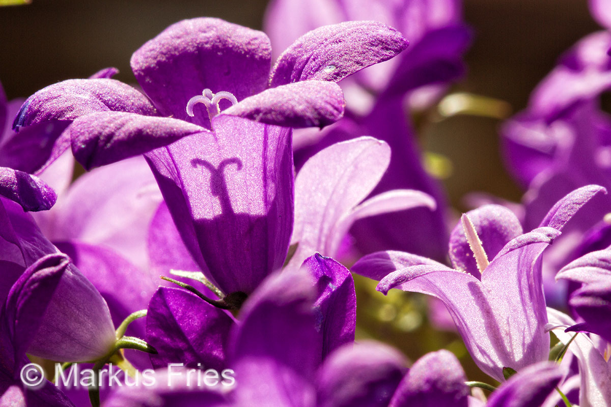 Campanula (Glockenblume)