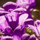 Campanula (Glockenblume)