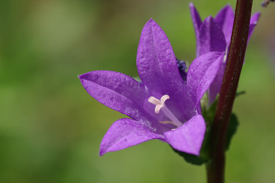 Campanula glomerata