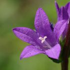 Campanula glomerata