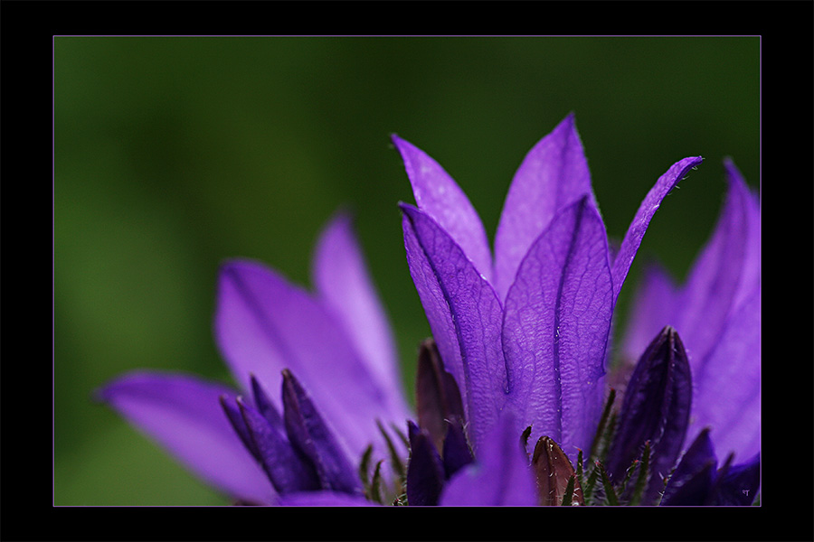 Campanula glomerata