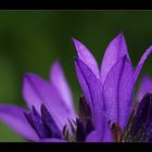 Campanula glomerata