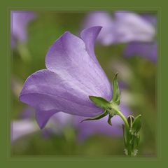 Campanula in Nachbars Garten!