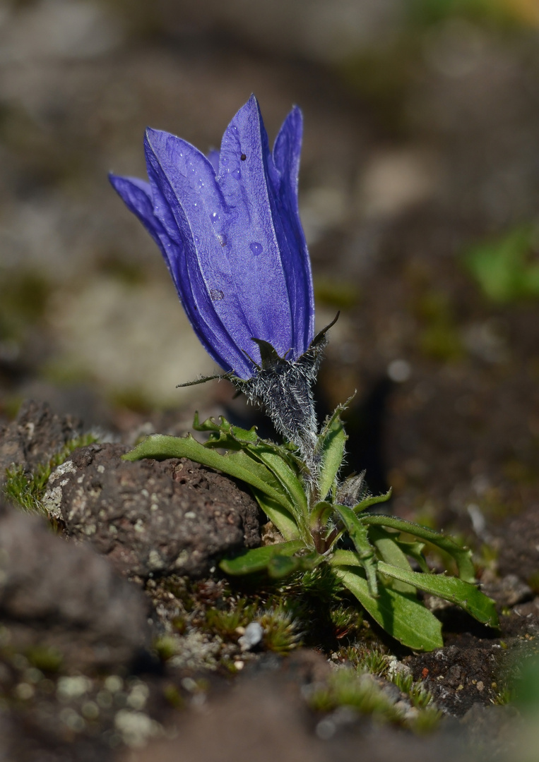 Campanula lasiocarpa