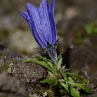 Campanula lasiocarpa