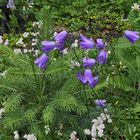 Campanula linifolia scheuzeri