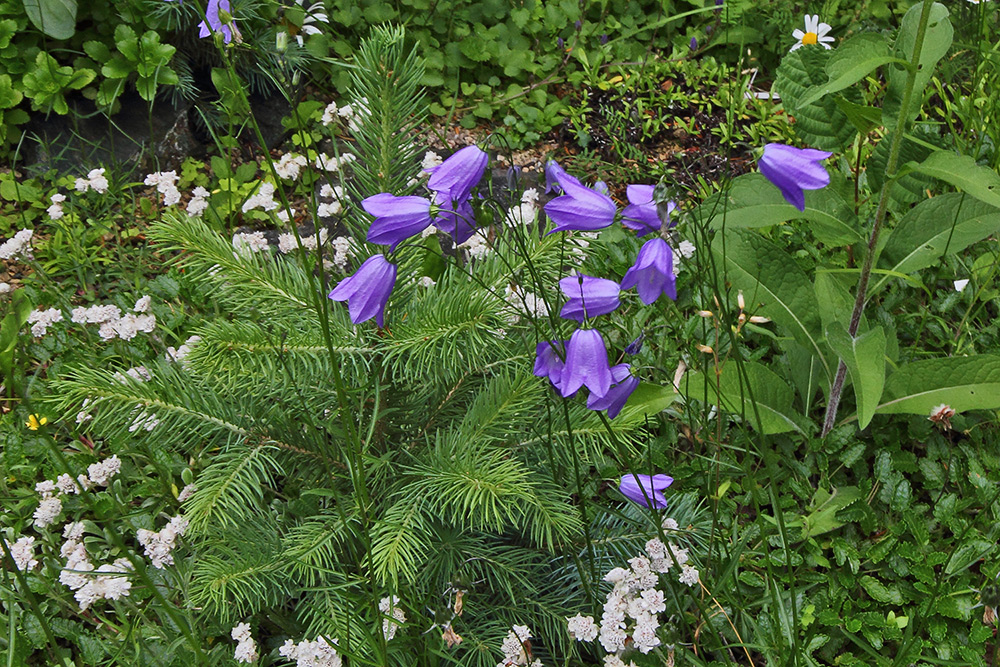 Campanula linifolia scheuzeri