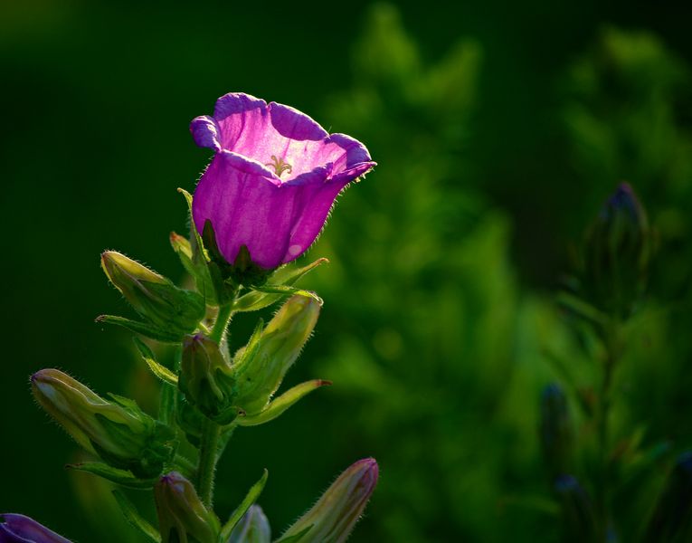 Campanula medium