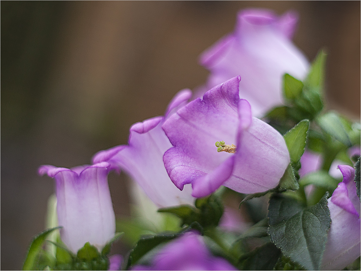 Campanula medium