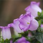 Campanula medium