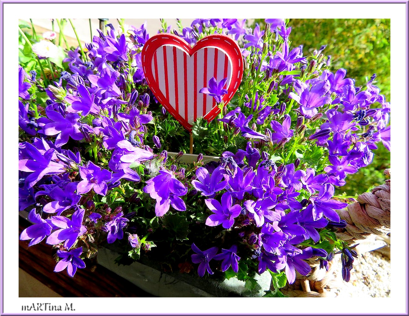 Campanula mit Gedicht