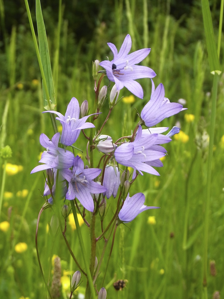 Campanula patula