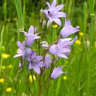 Campanula patula