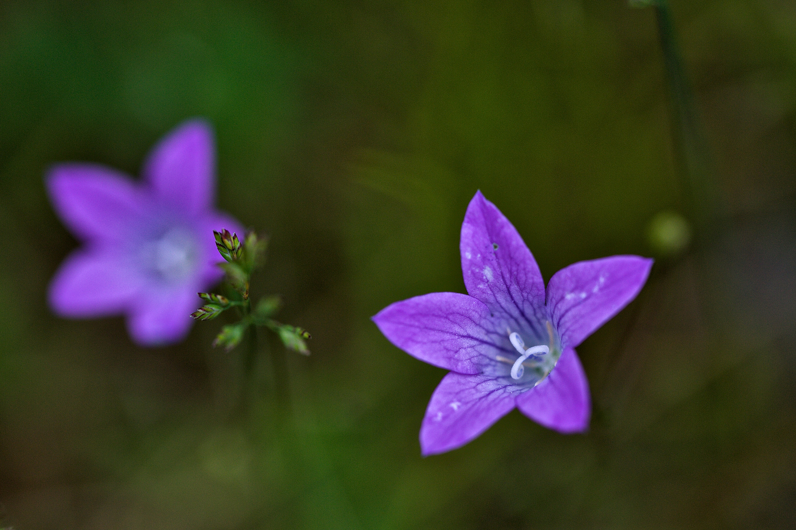 Campanula patula