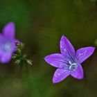 Campanula patula