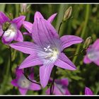 Campanula patula