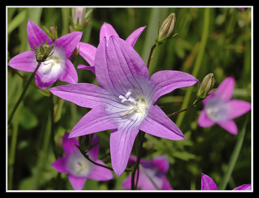 Campanula patula