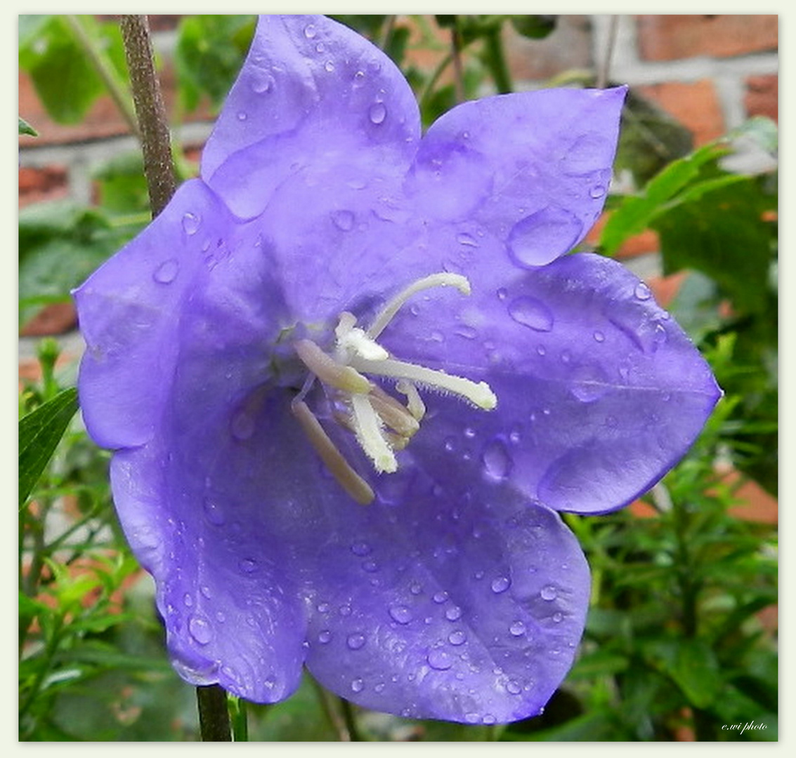 Campanula persicifolia