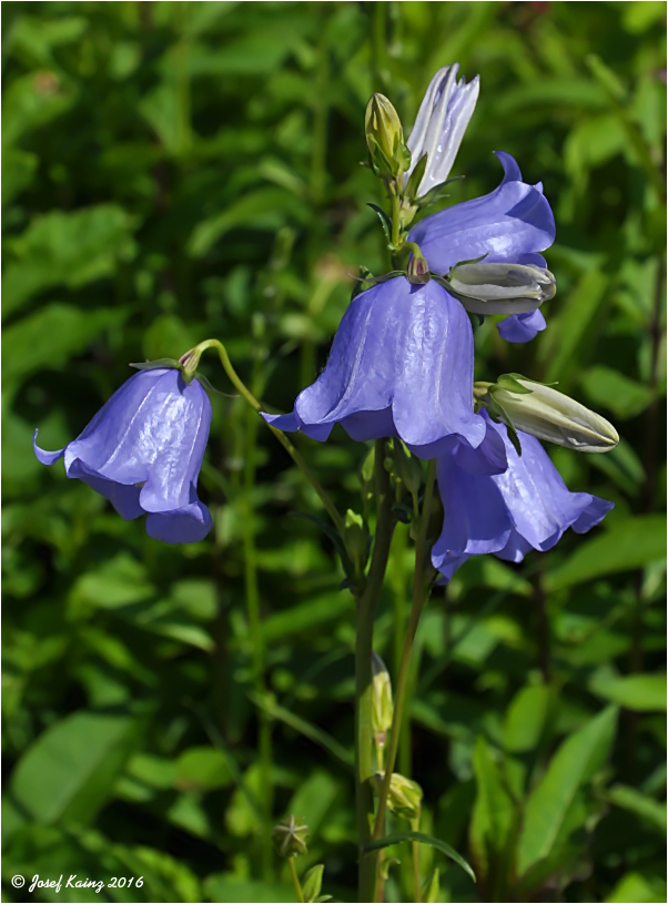 Campanula persicifolia