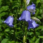 Campanula persicifolia