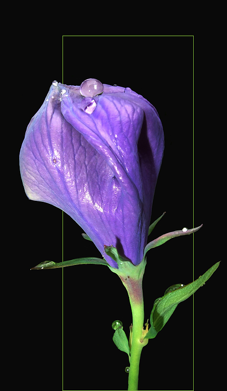 Campanula persicifolia